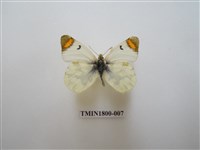 藏品(粉蝶科)的圖片